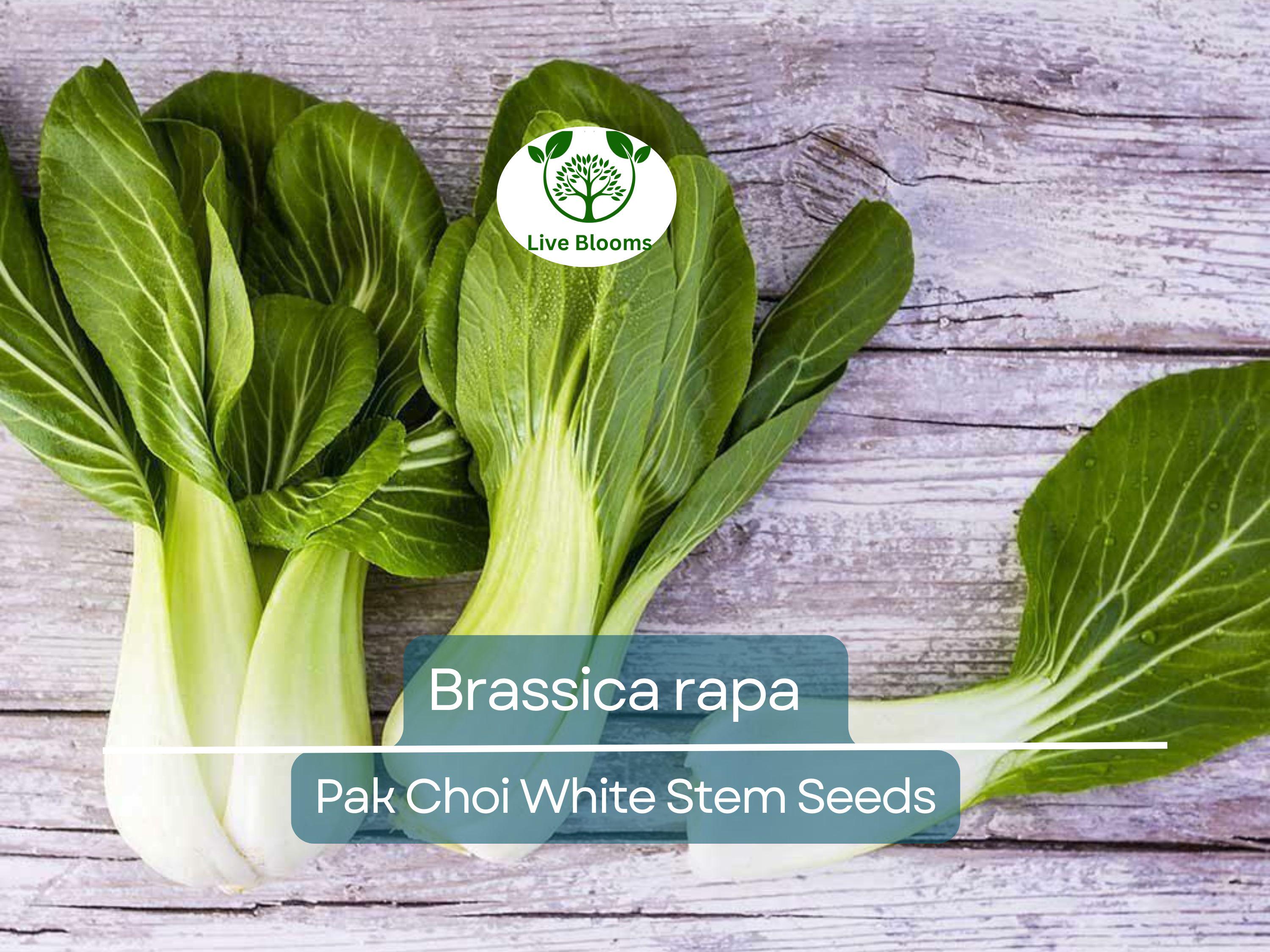400 Seeds Pak Choi White Stem for Planting (Brassica rapa) - Crisp, Tender Asian Greens for Home Gardens, Fast-Growing, Cold-Hardy