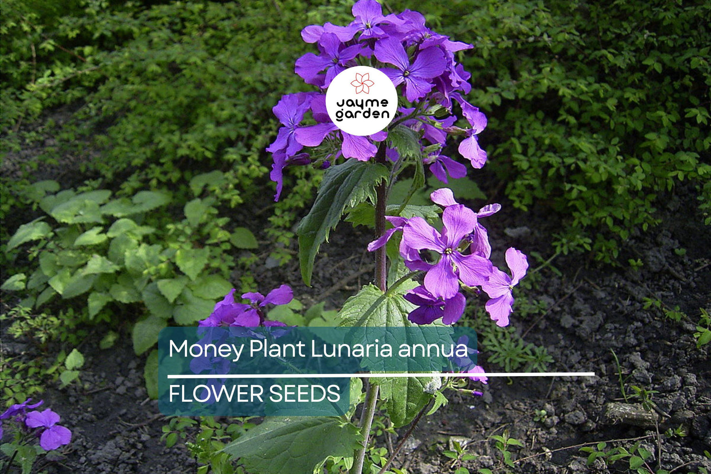 75 Money Plant Seeds (Lunaria annua) – Honesty Flower, Silver Dollar Plant, Easy to Grow, Unique Seedpods, Free Shipping!