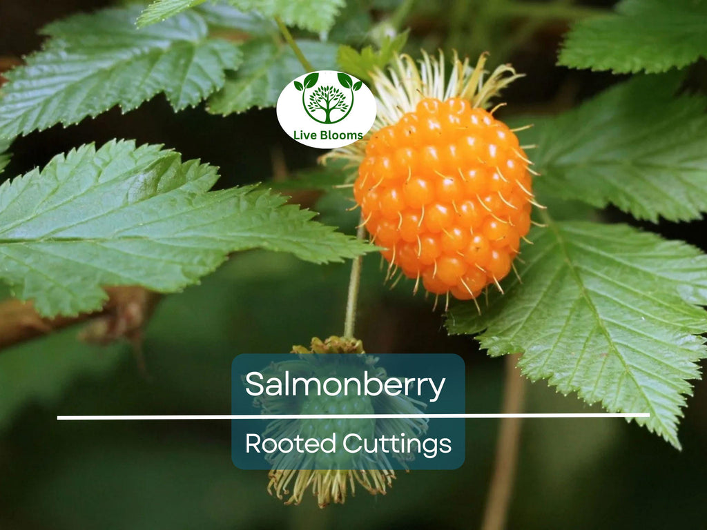 5 Salmonberry Rooted Cuttings 4-5" | Rubus spectabilis, Edible Berry, Native Shrub, Fruit Bush, Hardy Perennial, Gardening, Landscaping