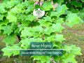 10 Seeds Acer Mono (Japanese Maple) for Planting - Rare Hardy Tree, Perfect for Bonsai, Gardens, & Landscaping - Unique Tree Seeds