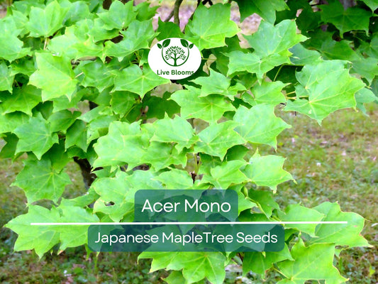 10 Seeds Acer Mono (Japanese Maple) for Planting - Rare Hardy Tree, Perfect for Bonsai, Gardens, & Landscaping - Unique Tree Seeds