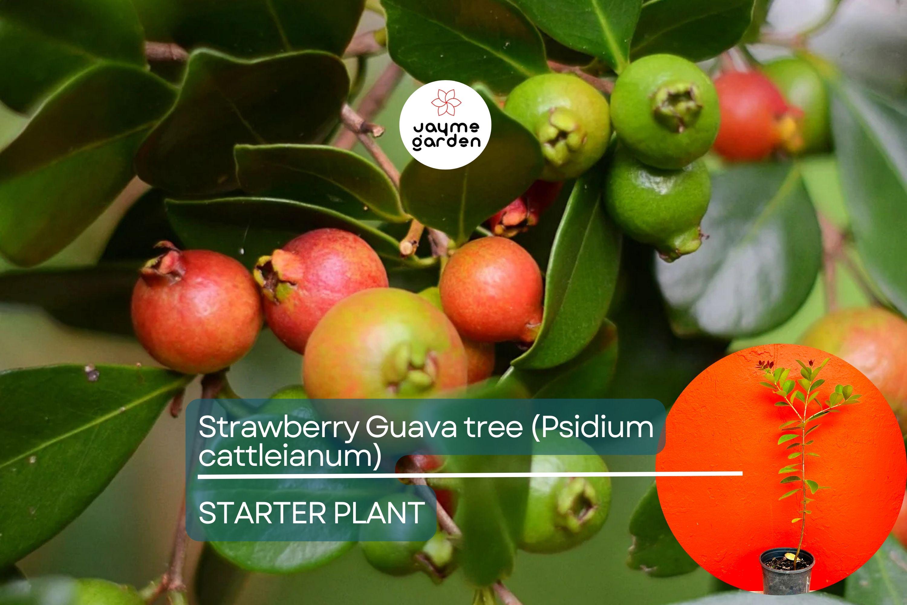 Strawberry Guava Tree 1′-2′ (Psidium cattleianum) - Live Tropical Fruit Tree | Sweet Aromatic Guava for Gardens and Containers