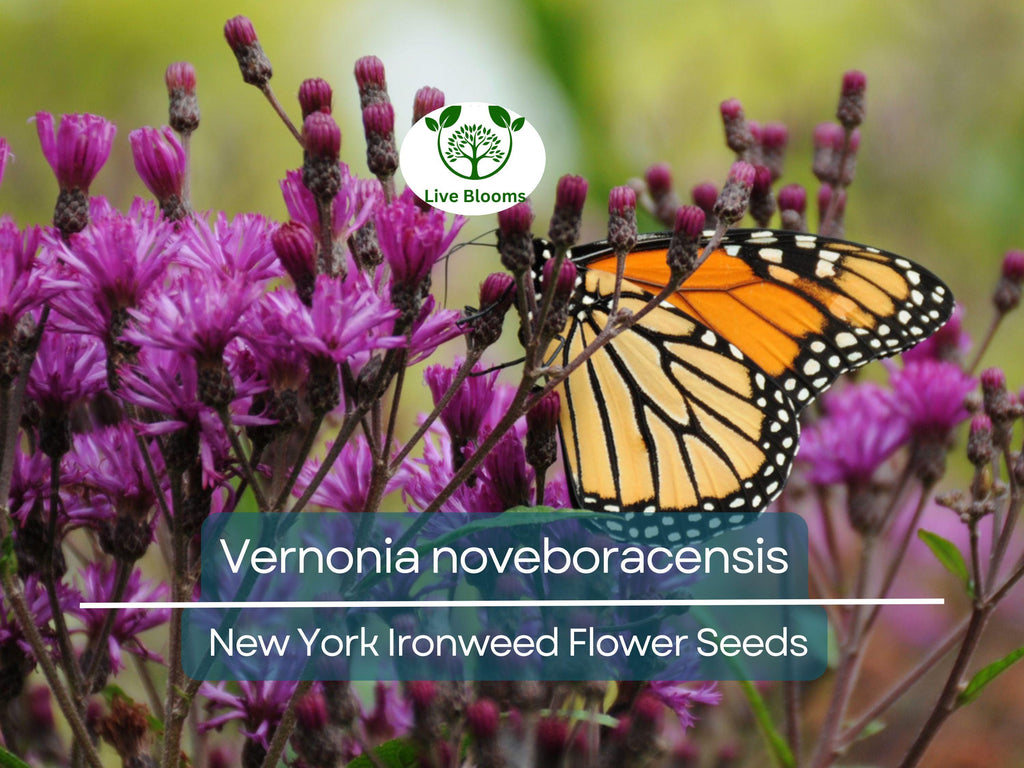 500 mg Seeds Vernonia noveboracensis (New York Ironweed) for Planting | Native Perennial Wildflower for Pollinator Gardens
