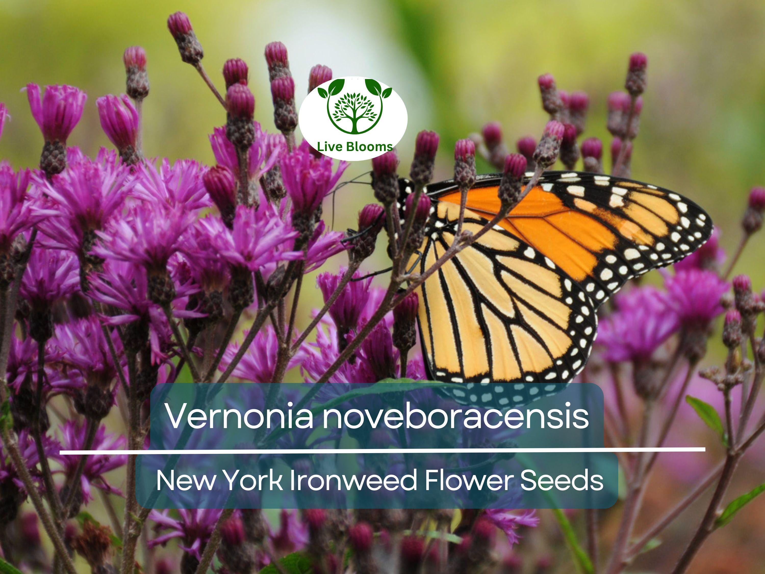 500 mg Seeds Vernonia noveboracensis (New York Ironweed) for Planting | Native Perennial Wildflower for Pollinator Gardens