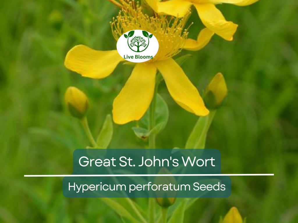1000 Seeds Great St. John's Wort, Hypericum Perforatum, Yellow Herb Perennial, Non-GMO Herb, Easy-Grow for Gardens