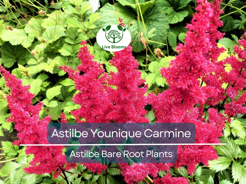 1 Astilbe Younique Carmine – Live Bare Root Shade Plant – Summer Blooms, Deer Resistant, Vibrant Pink-Red Perennial