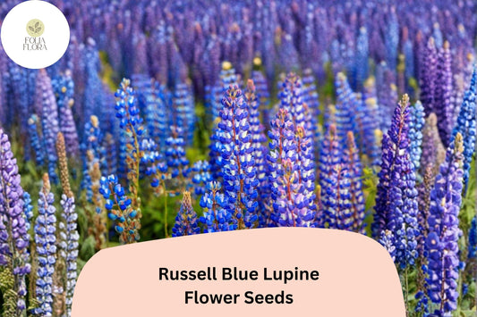 25+ Russell Blue Lupine Seeds | Blue Lupinus Russel Hybrids | Tall Spiked Blooms for Garden Planting
