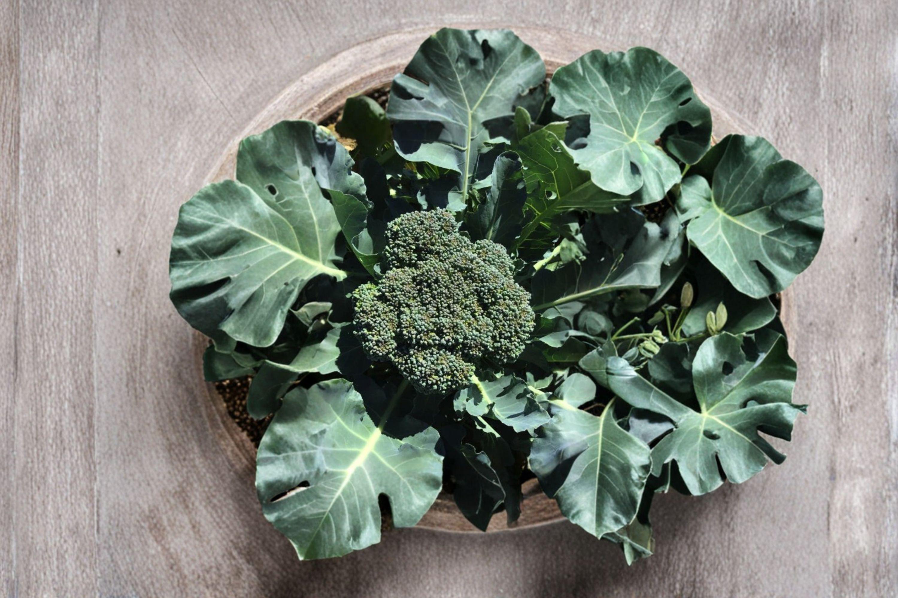 Broccoli – Waltham 29 300 Seeds | Cold-Hardy Heirloom | Large Heads | Reliable Fall & Spring Broccoli