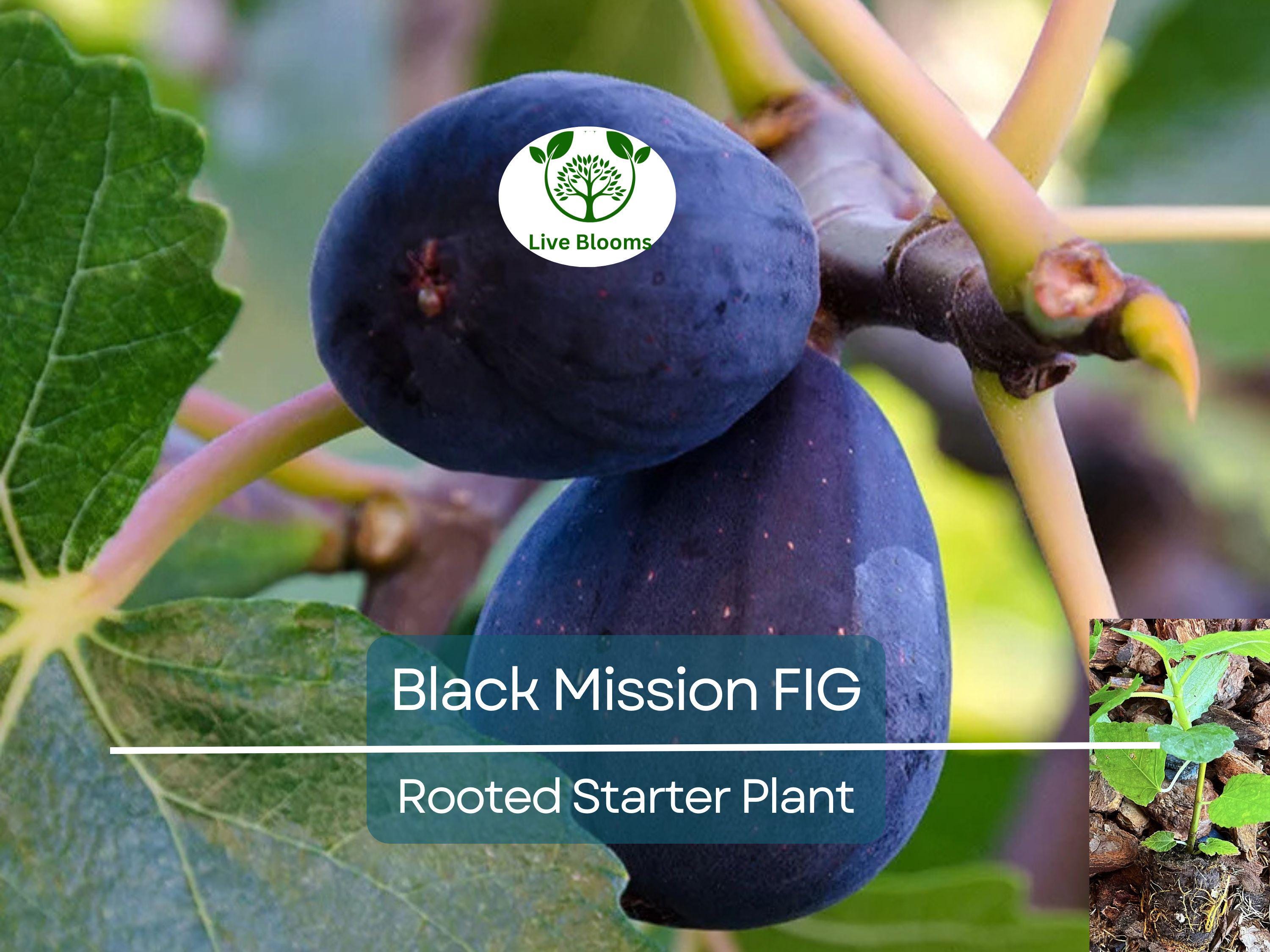 1 Ficus "Black Mission" Fig Tree Starter Plant - Hardy, Healthy, Fresh Ficus Carica, Indoor/Outdoor, Delicious Fruit, Home Garden, Edible