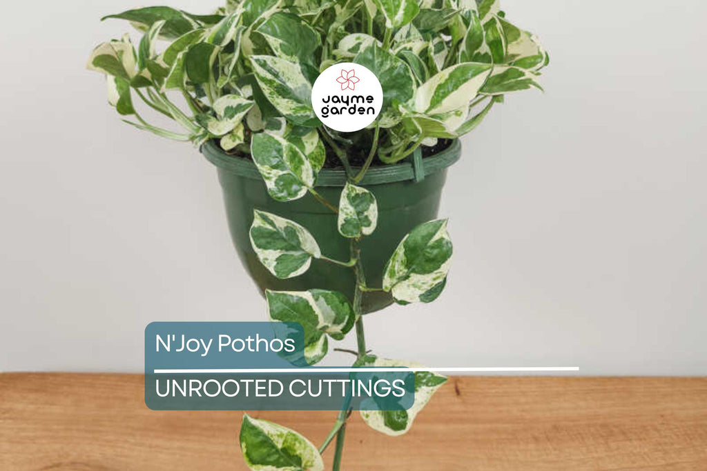 N'Joy Pothos Unrooted Cuttings – 3 Live Variegated Houseplant Cuttings for Indoor or Outdoor Growth