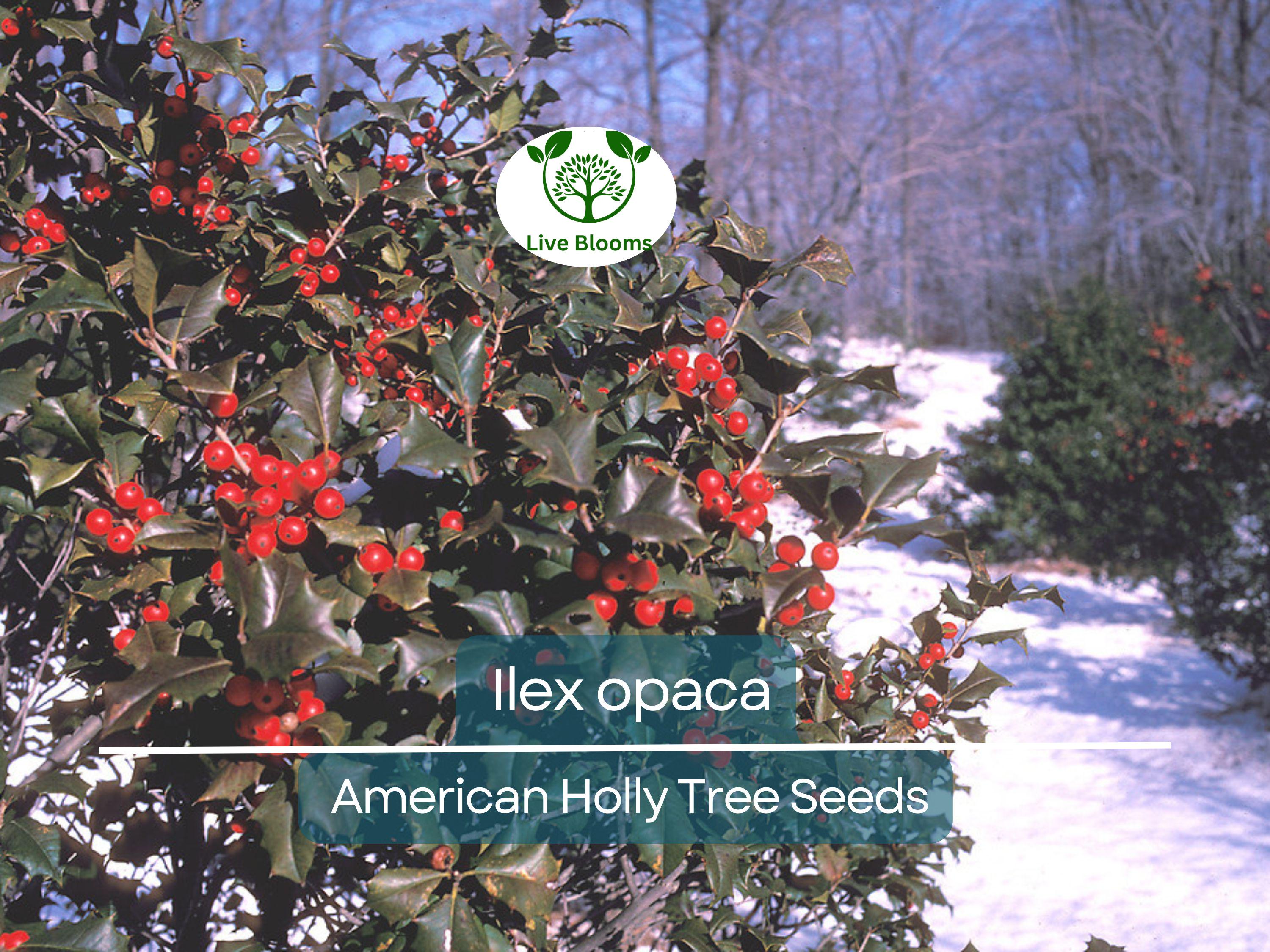500 mg Seeds Ilex Opaca - American Holly for Planting | Evergreen Native Shrub for Wildlife, Privacy, and Landscaping