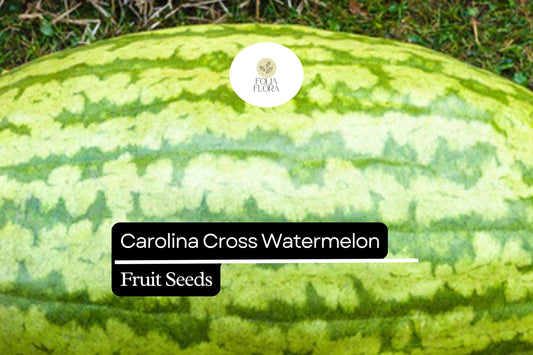 5 Seeds Carolina Cross Watermelon (Citrullus lanatus) – Giant Sweet Watermelon Variety