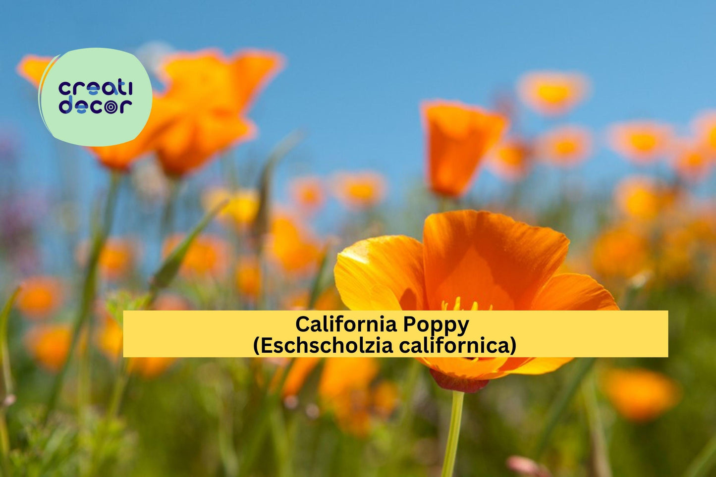 California Poppy Seeds (Eschscholzia californica) – 50 Native Wildflower Seeds | Orange Blooms | Drought-Tolerant | Pollinator Friendly