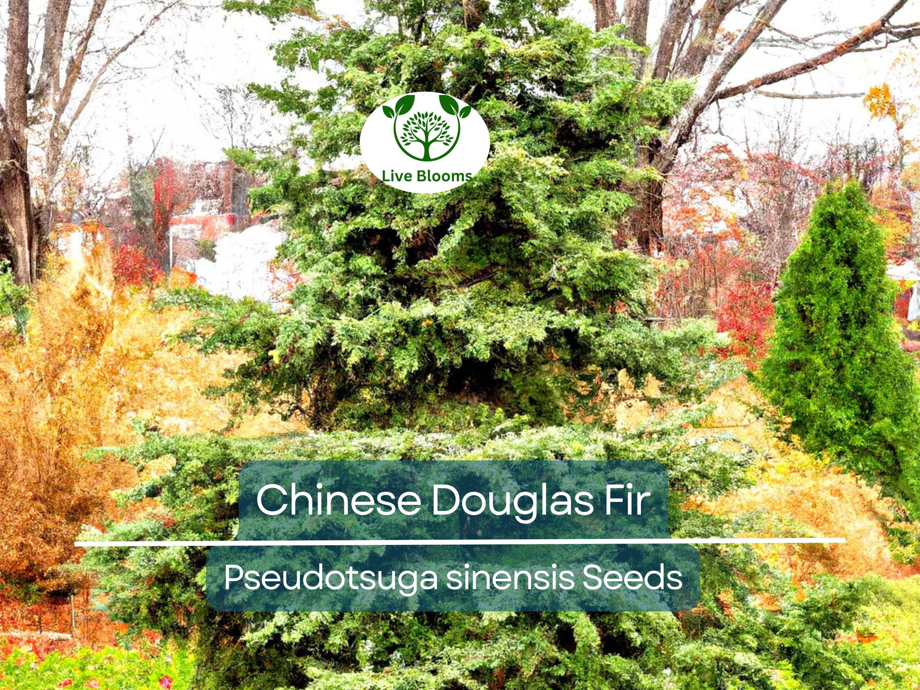 20 Chinese Douglas Fir Tree Seeds (Pseudotsuga sinensis) | Evergreen Conifer, Hardy, Fast-Growing, Ideal for Landscaping & Forest Gardens