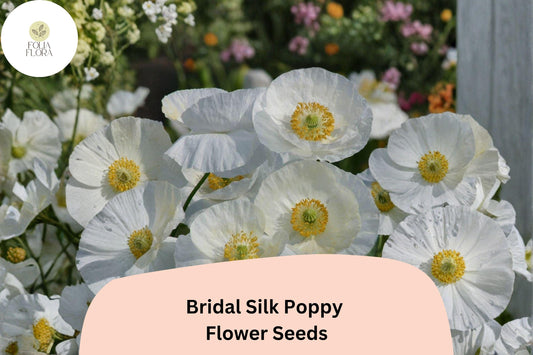 200+ Bridal Silk Poppy Seeds | Papaver rhoeas | White Elegant Blooms | Easy Annual Garden Flower Seeds