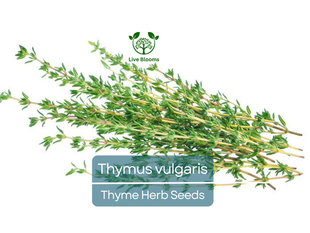 350 Thyme Seeds for Planting - Thymus vulgaris - Aromatic Herb for Cooking & Garden, Fresh Culinary Herb, Perfect for Home Garden Growers