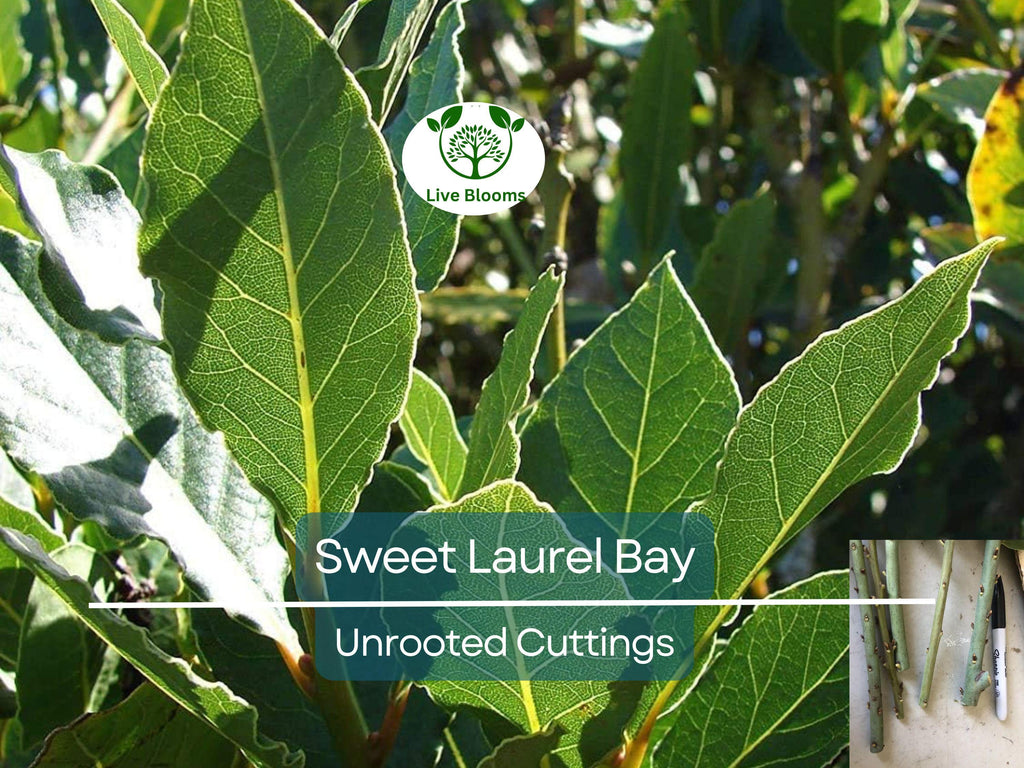 5 Sweet Laurel Bay Tree Unrooted Cuttings (Laurus nobilis) 6-8", Aromatic Herb, Ideal for Gardens, Culinary Use, and Easy to Grow