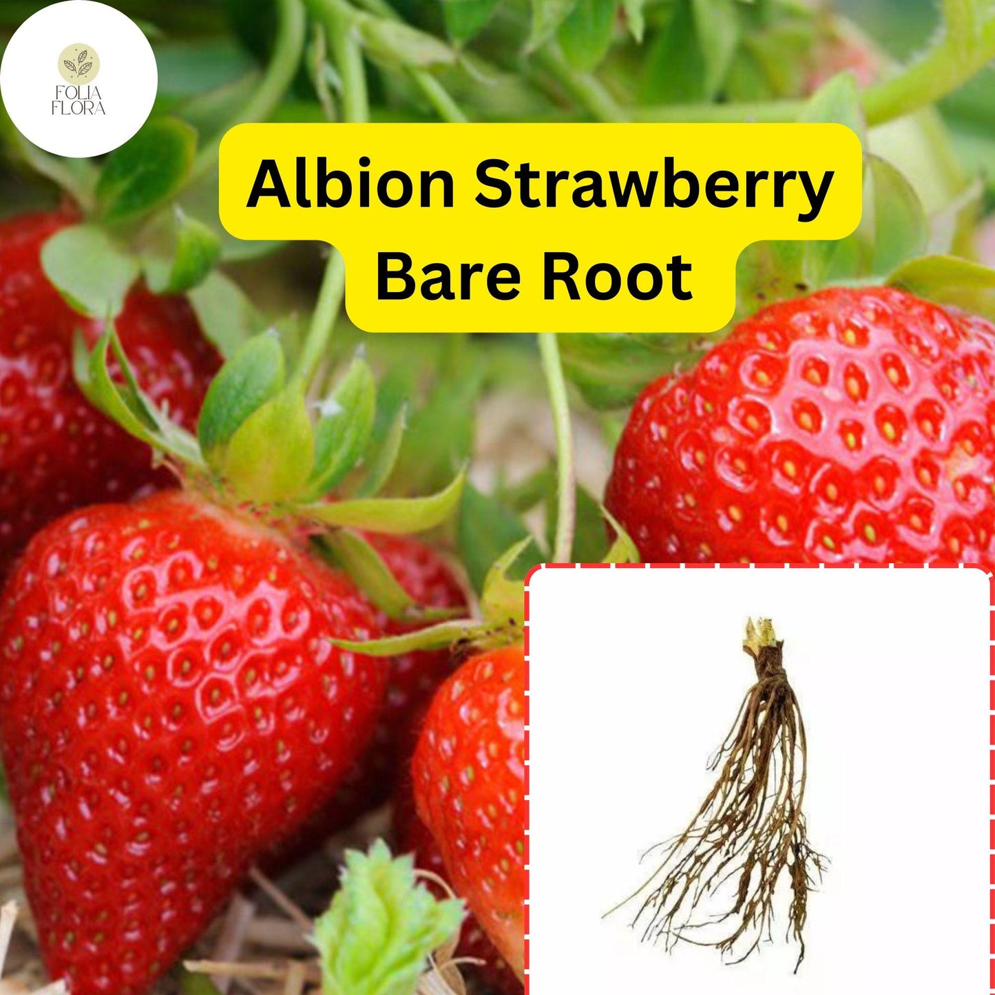 25 Bare Root Albion Strawberry Plants | Day Neutral Fragaria x ananassa