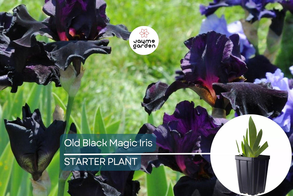 Old Black Magic Iris – Quart Pot | Fragrant Black Flowers | Hardy Perennial | Zones 3-10