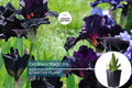 Old Black Magic Iris – Quart Pot | Fragrant Black Flowers | Hardy Perennial | Zones 3-10