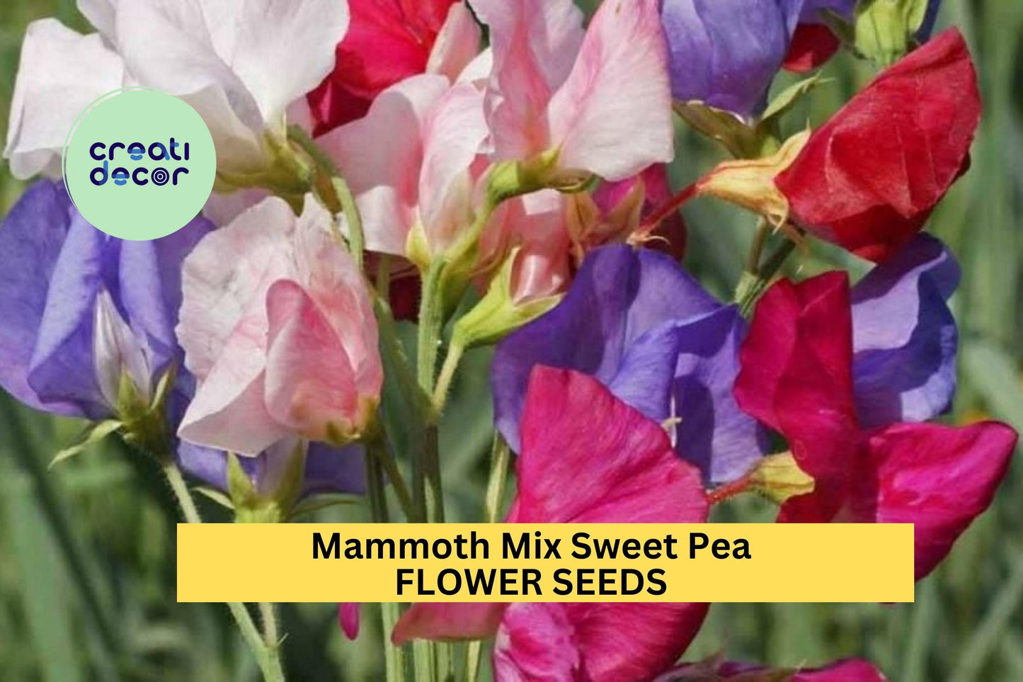 50+ Mammoth Mix Sweet Pea Seeds – Giant Fragrant Blooms for Garden Planting, Climbing Vines for Trellises & Bouquets – USA