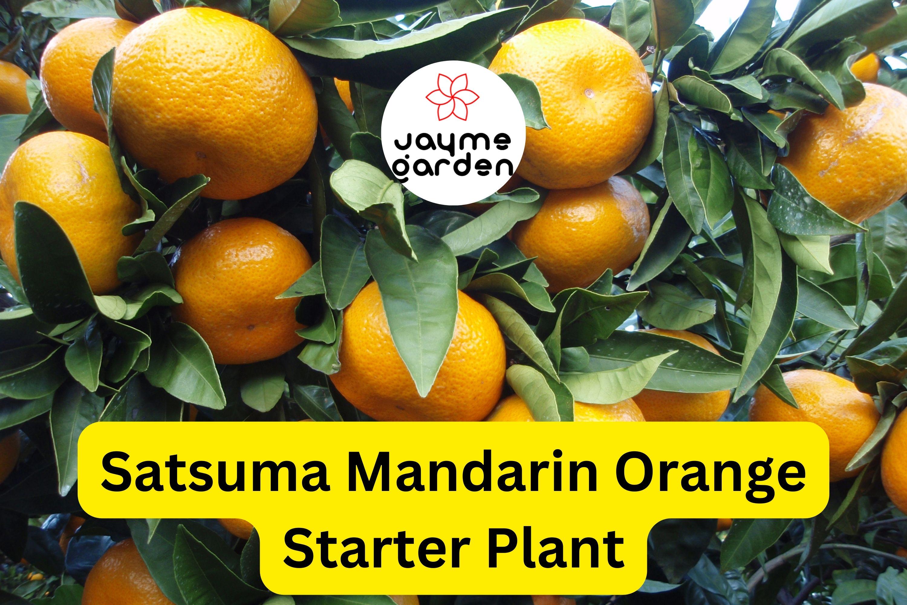 Satsuma Mandarin Orange Tree - Live Citrus Seedling, 4-10" Tall - Cold Hardy, Sweet Fruit, Fast Growing for Home Gardens & Containers