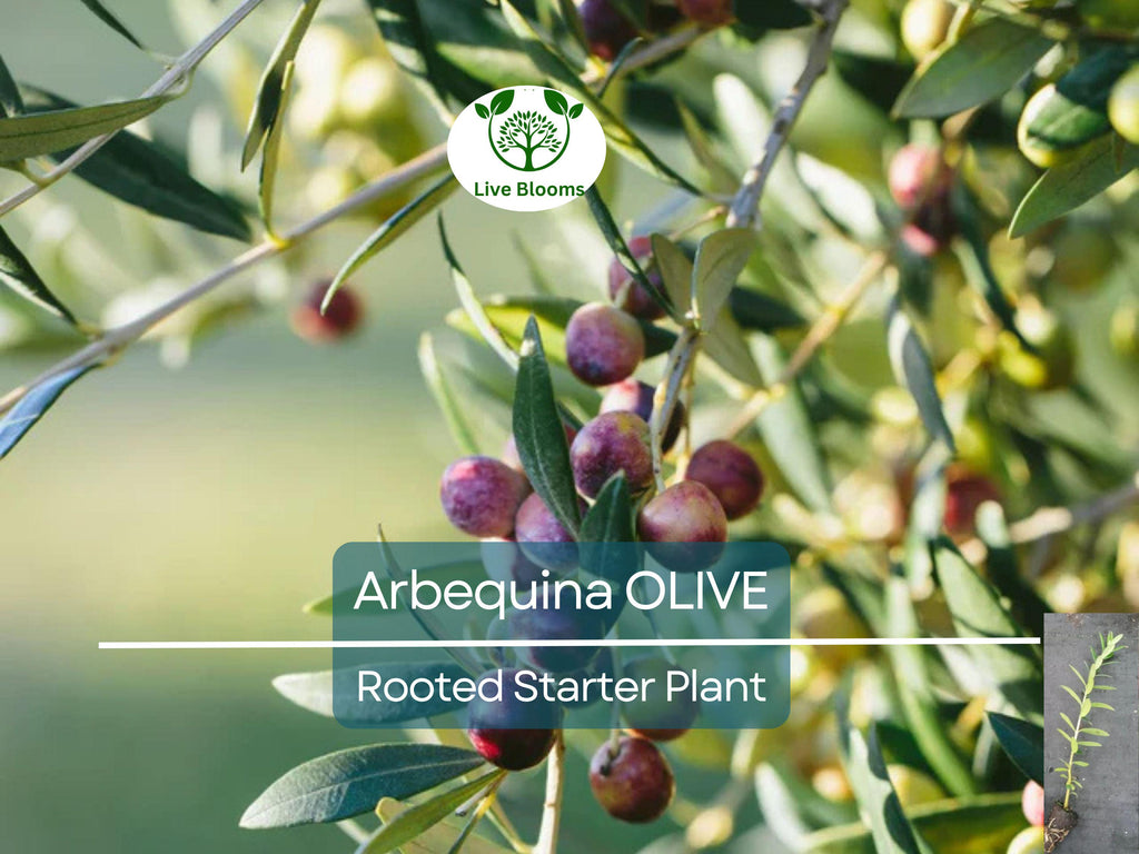 1 Olive Tree "Arbequina" Starter Plant 5-6" Long| Olea europaea | Drought Tolerant, Easy to Grow | Perfect for Garden & Container