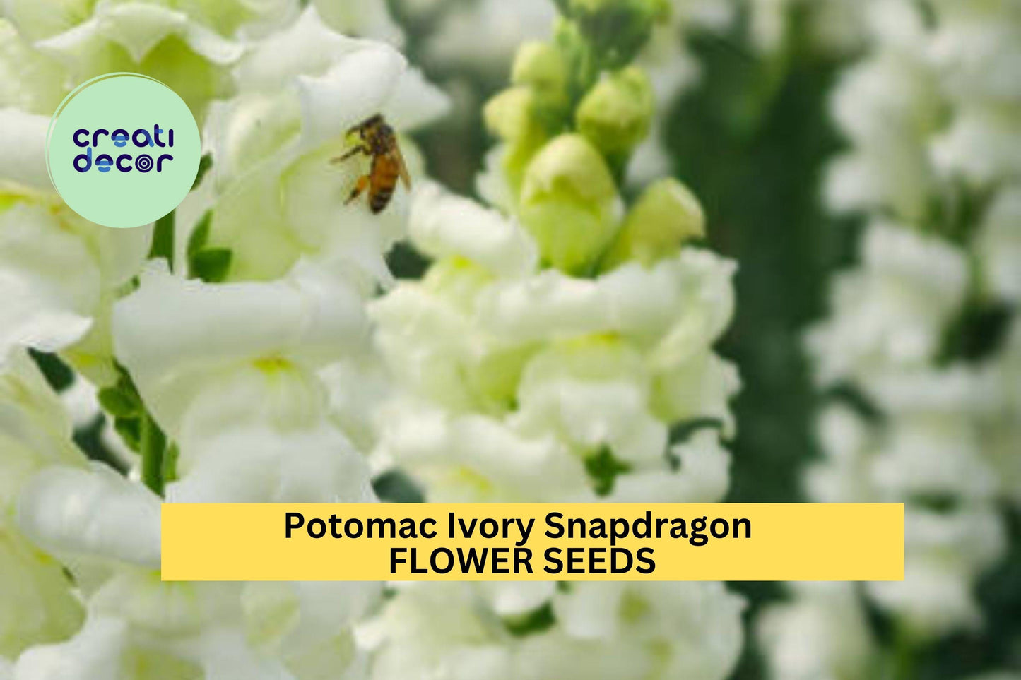1000+ Potomac Ivory Snapdragon Seeds – Elegant Creamy White Blooms for Garden Planting, Tall Spikes for Borders & Bouquets – USA