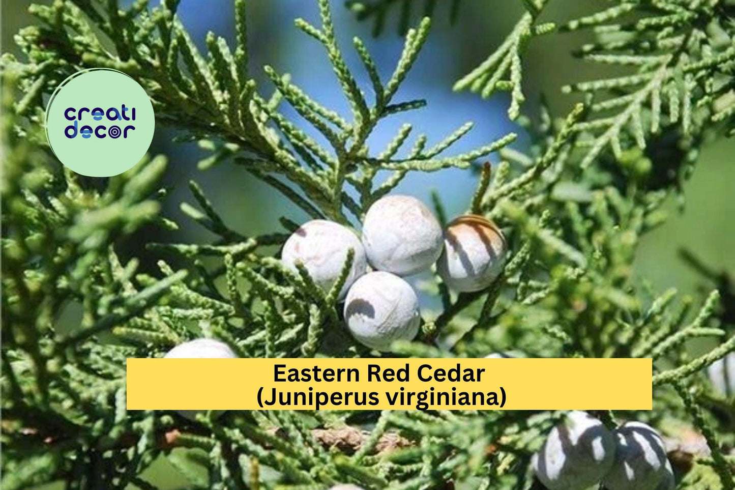 Eastern Red Cedar (Juniperus virginiana) – 1 Live Bare-Root Sapling 8–12” – Hardy Evergreen Shade & Privacy Tree