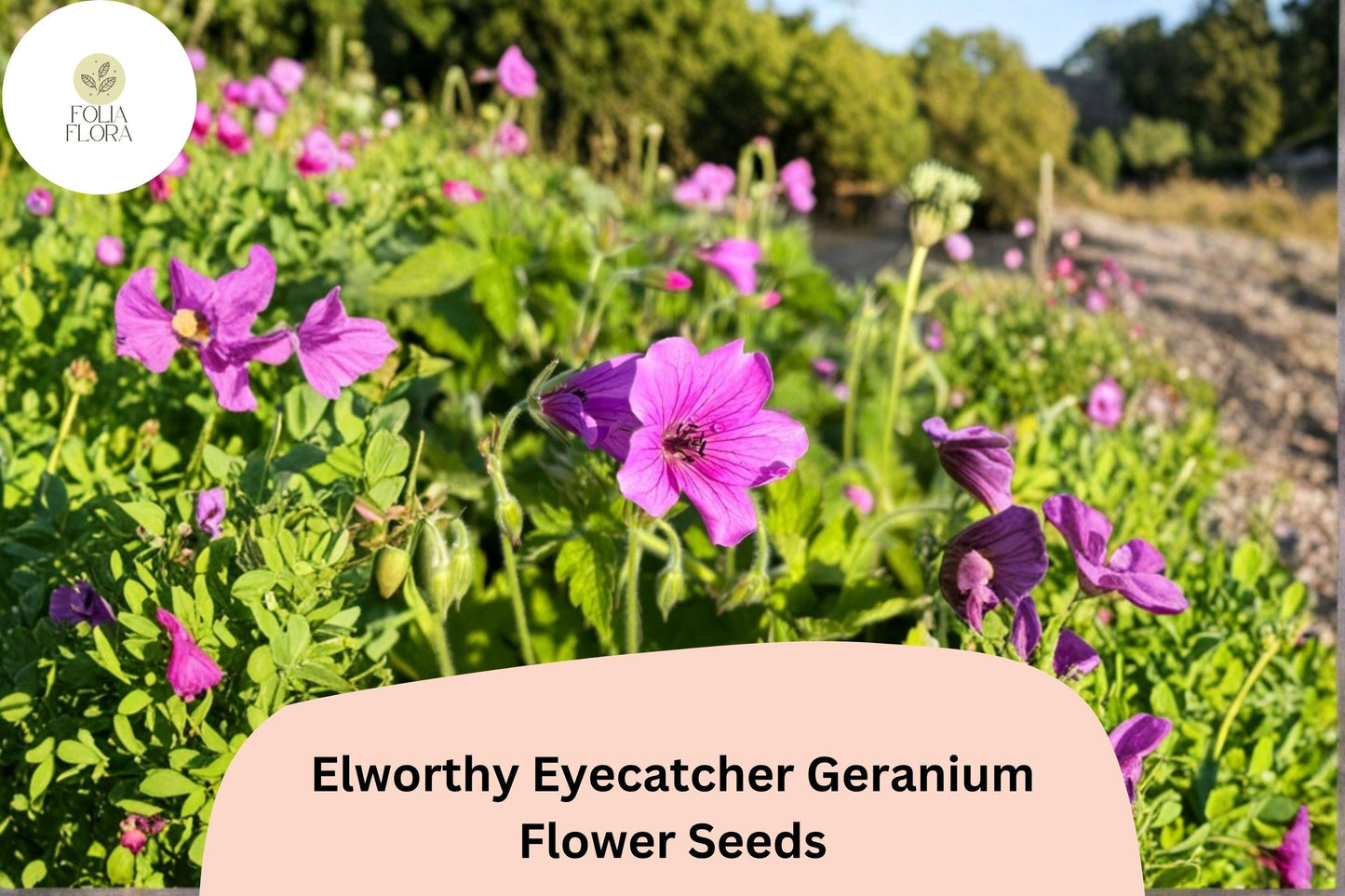 25+ Elworthy Eyecatcher Geranium Seeds | Pink-Purple Blooms | Hardy Perennial Ground Cover for Garden Borders