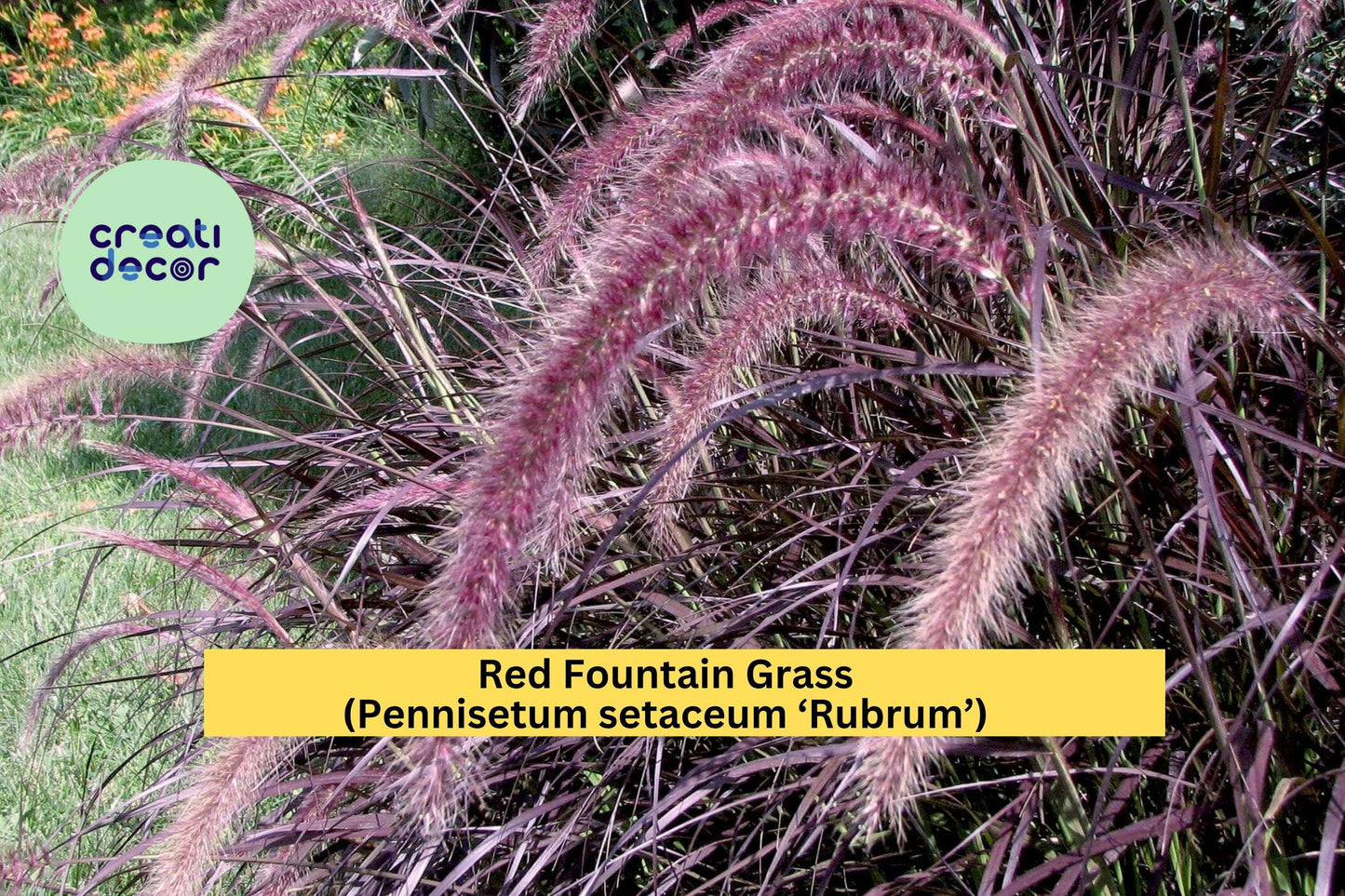 Red Fountain Grass Live Starter Plug – Pennisetum setaceum ‘Rubrum’ – Hardy Ornamental Grass for Borders & Landscaping