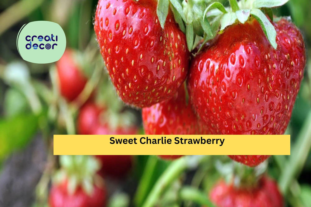 Sweet Charlie Strawberry Plants – 10 Live Bare Roots, Early Season Variety with Sweet Flavor, Productive Garden Berry Plants