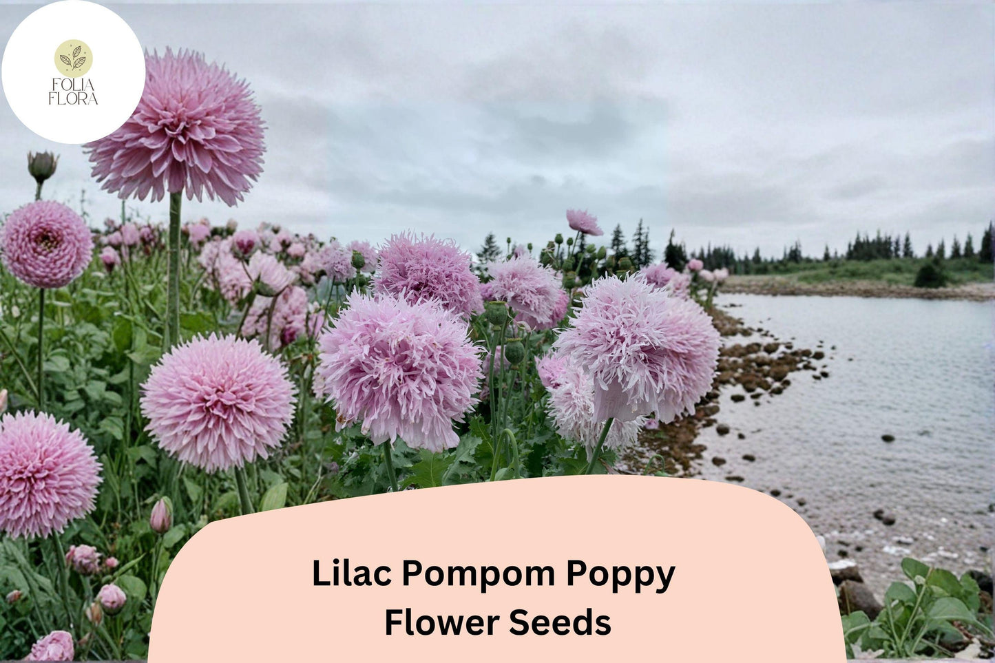 200+ Lilac Pompom Poppy Seeds for Garden Planting – Soft Lilac Blooms, Double Pom-Pom Flowers, Easy to Grow