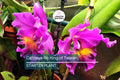 Cattleya Rlc King of Taiwan Orchid Small Seedling | Purple Blooms | Live Starter Plant | Tropical Potted for Indoor & Outdoor