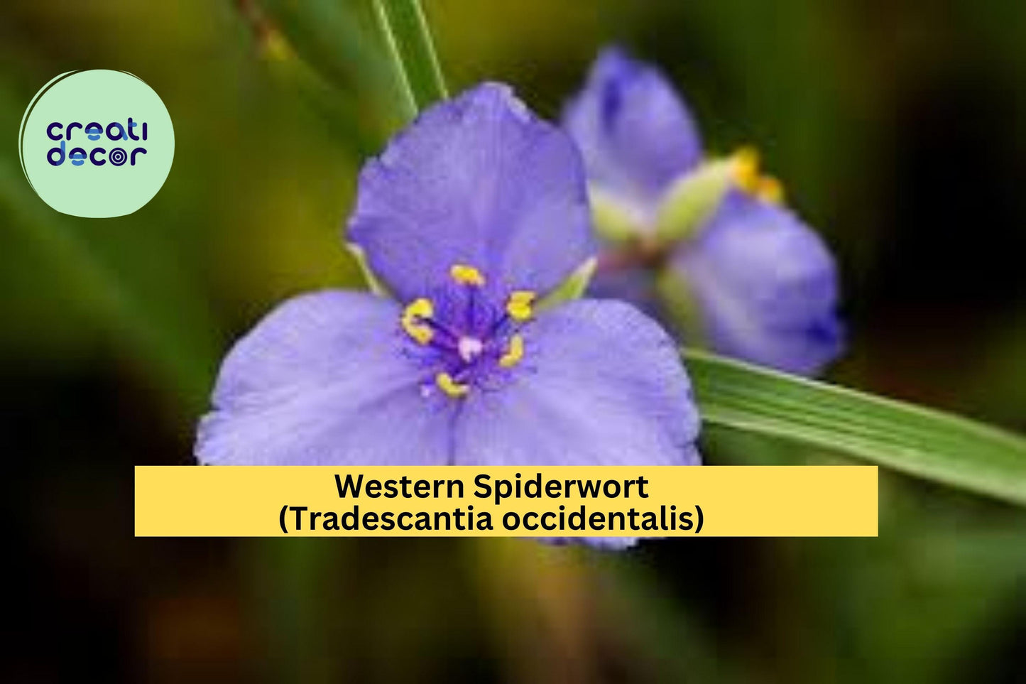 Western Spiderwort Seeds – Tradescantia occidentalis – 100 Seeds – Native Wildflower Perennial for Prairie & Pollinator Gardens