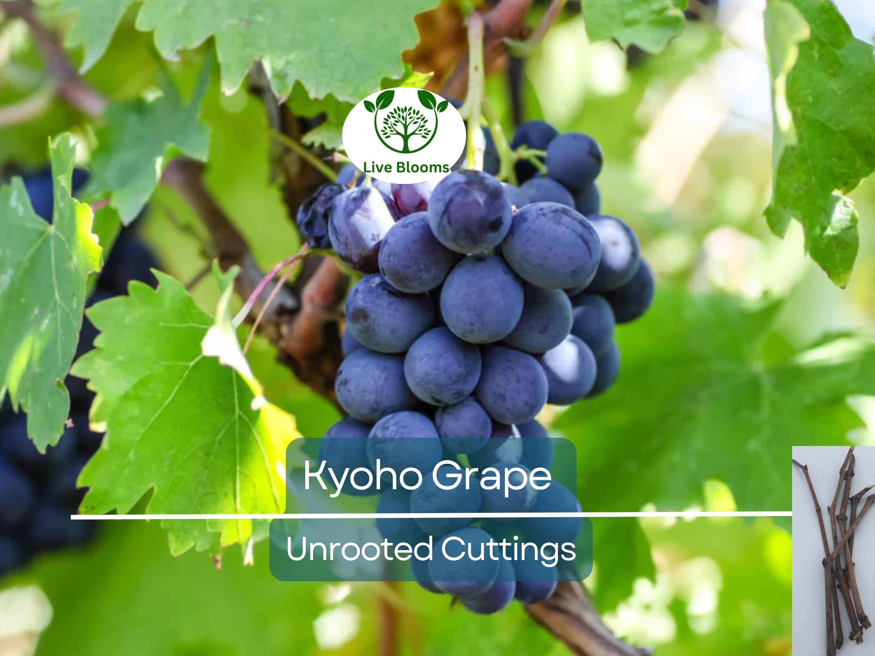 5 Japanese Kyoho Grape Unrooted Cuttings, Vitis labrusca, Sweet Purple Grapes, Easy to Root, Grape Vine Propagation, Rare Fruit Cuttings