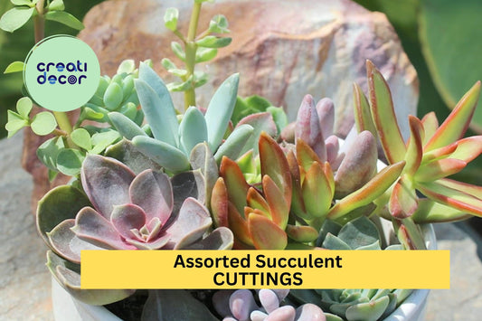 10 Assorted Succulent Cuttings – Clippings for Dish Gardens, Terrariums & Fairy Gardens, Easy Rooting Variety Mix – USA