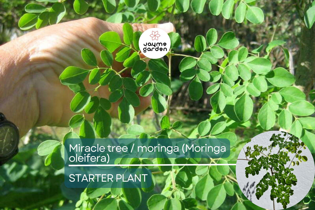 Moringa Tree Starter Plant - Live Miracle Tree 3’-4’ Tall | Highly Nutritious Superfood | Easy Care & Fast Growing for Gardens