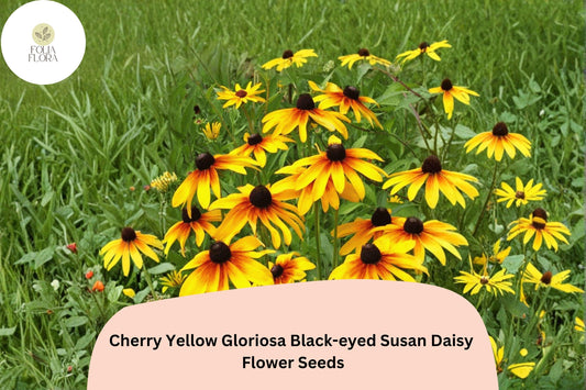 200+ Cherry Yellow Gloriosa Black-eyed Susan Daisy Seeds | Rudbeckia hirta | Bright Red-Yellow Garden Flowers