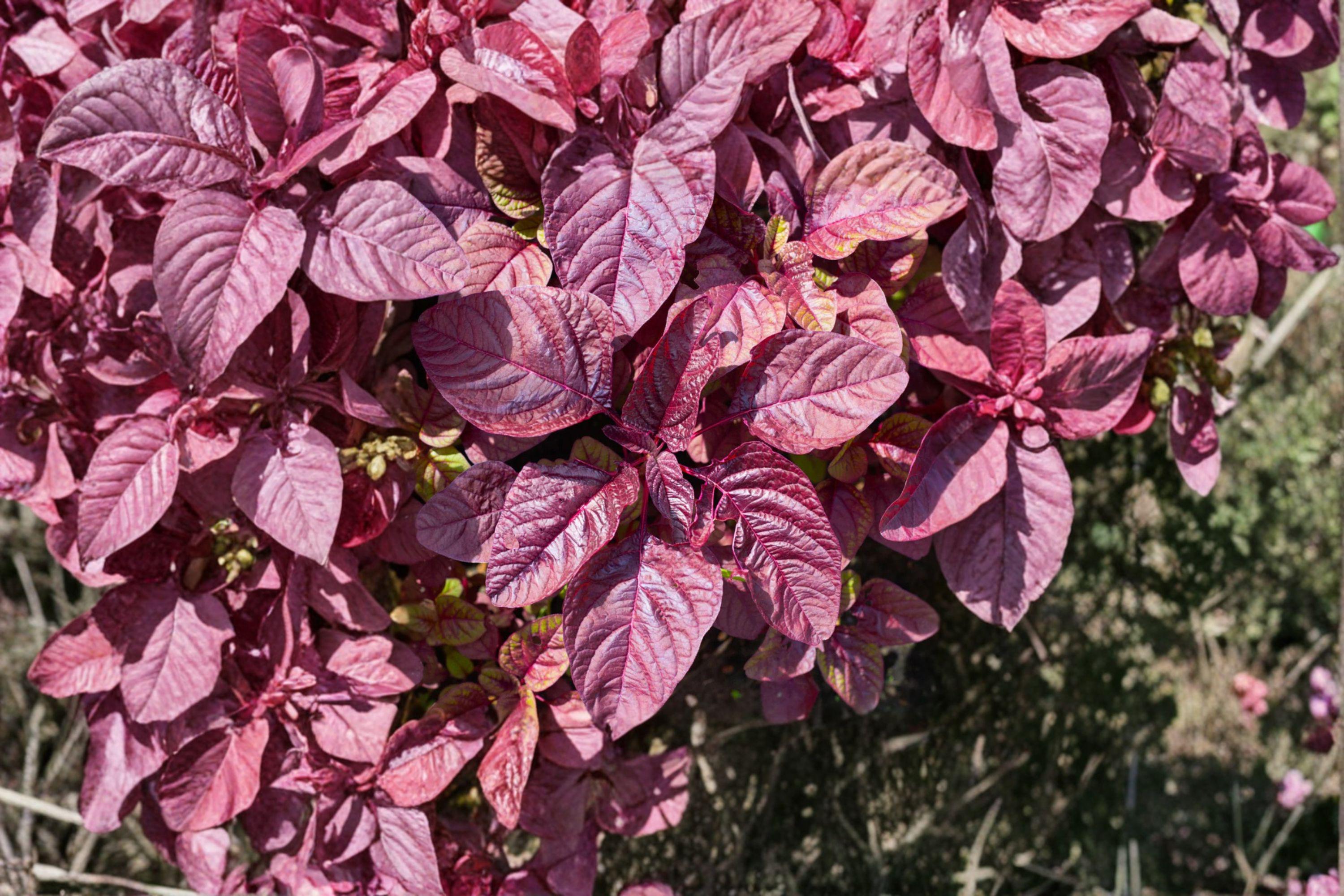 Red Garnet Amaranth Seeds – Amaranthus tricolor | 100 Seeds | Edible Leafy Vegetable & Ornamental Garden Plant