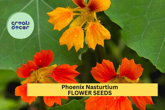 50+ Phoenix Nasturtium Seeds – Fringed, Fiery Blooms for Garden Planting, Edible Flowers for Beds, Borders & Containers – USA