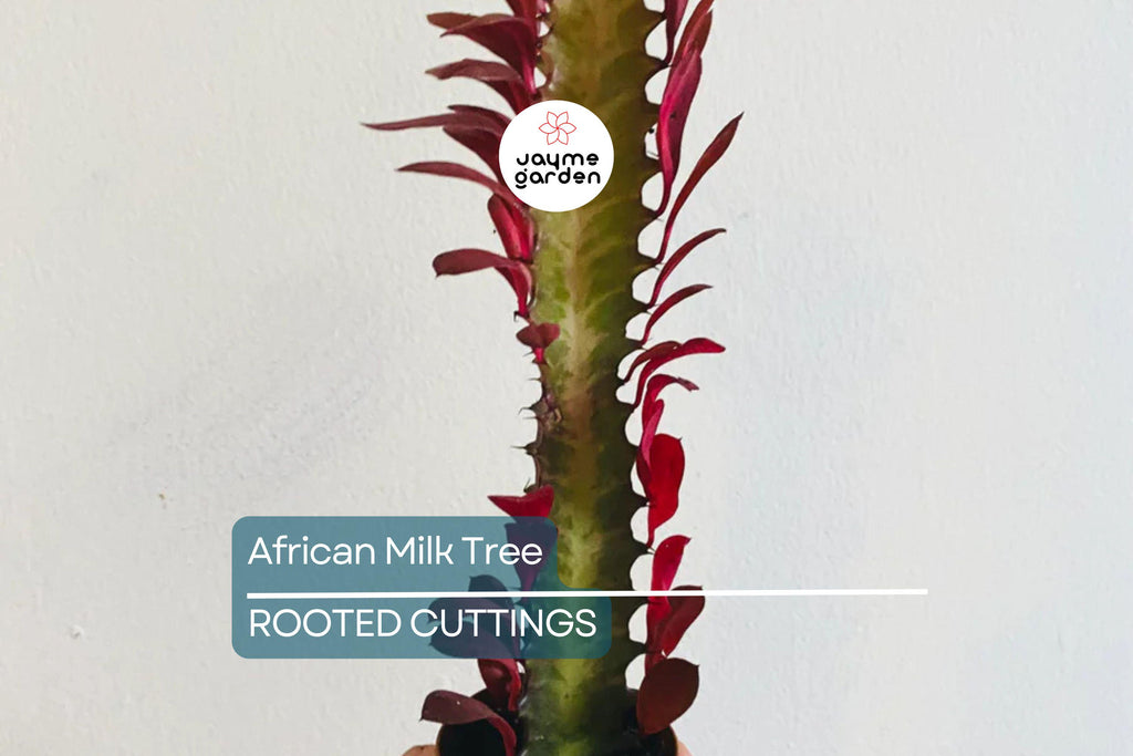 African Milk Tree (Euphorbia trigona) 4–8" Rooted Cutting | Low-Maintenance Succulent | Indoor/Outdoor Plant | Striking Red Color