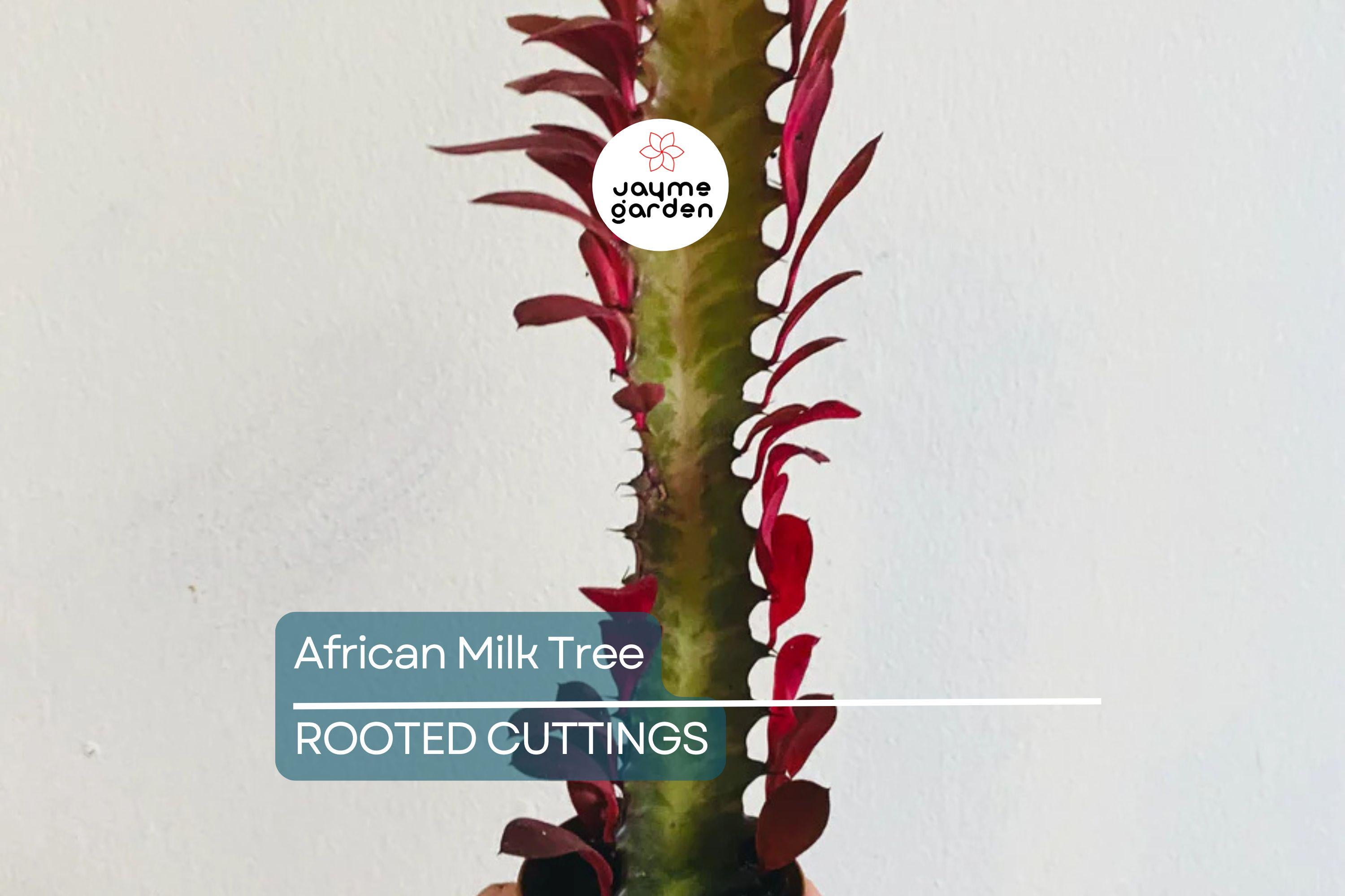 African Milk Tree (Euphorbia trigona) 4–8" Rooted Cutting | Low-Maintenance Succulent | Indoor/Outdoor Plant | Striking Red Color