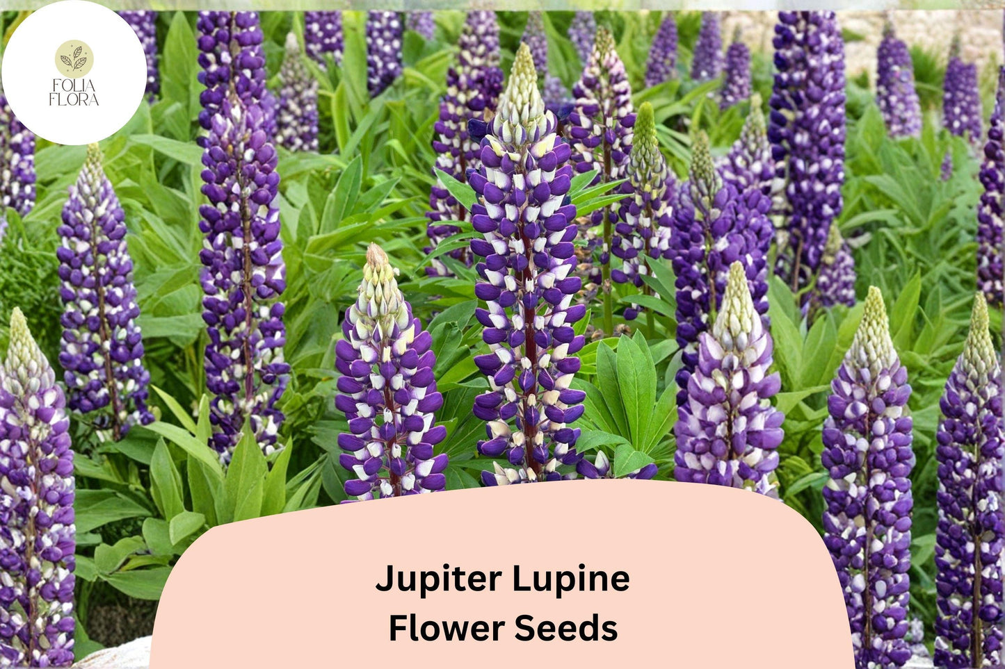 25+ Jupiter Lupine Seeds | Purple Lupinus | Tall Lupine for Garden Planting