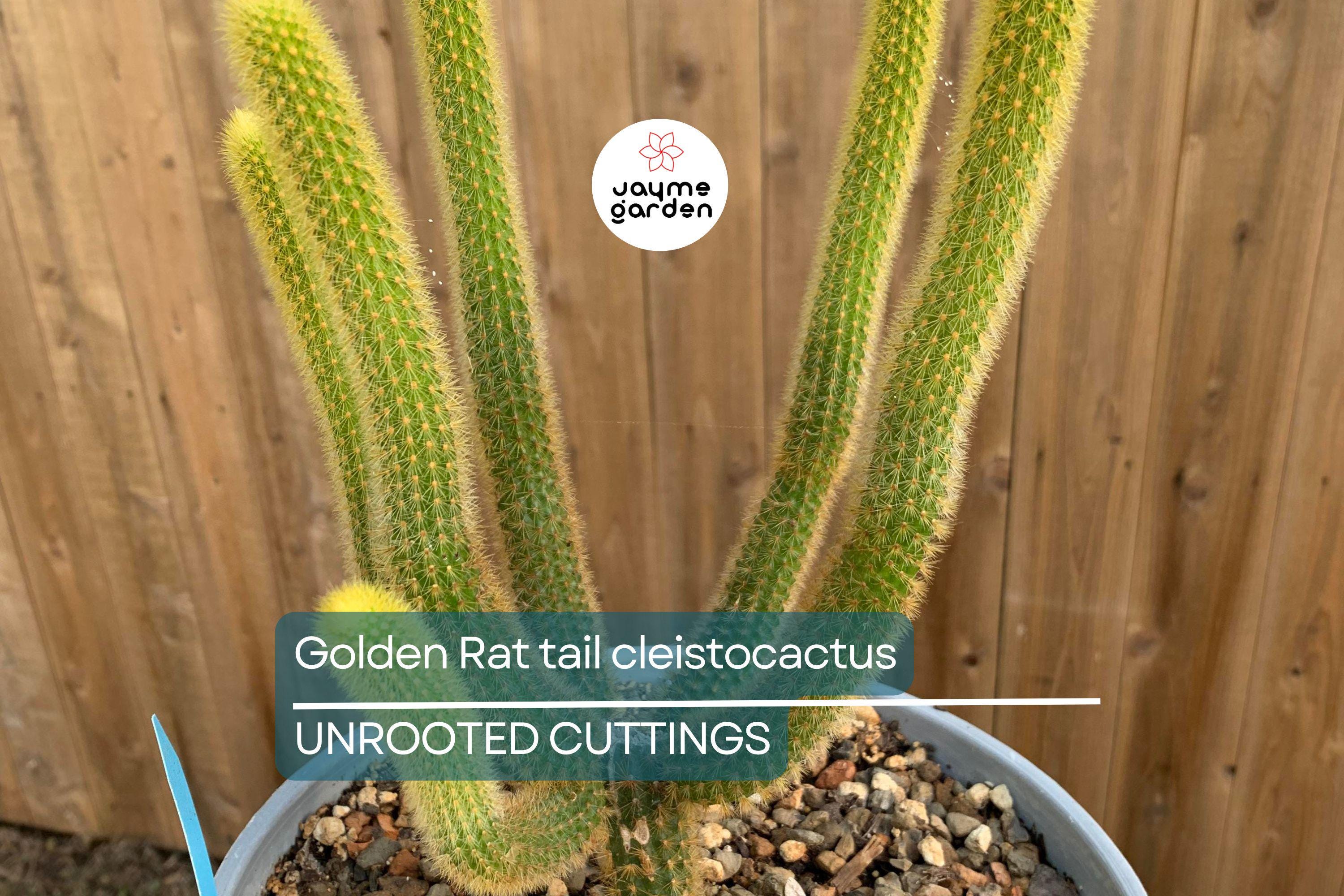Gold Rat Tail Cactus | 3 Live Cuttings | Rare Cleistocactus Succulent | Drought-Tolerant | Easy to Grow