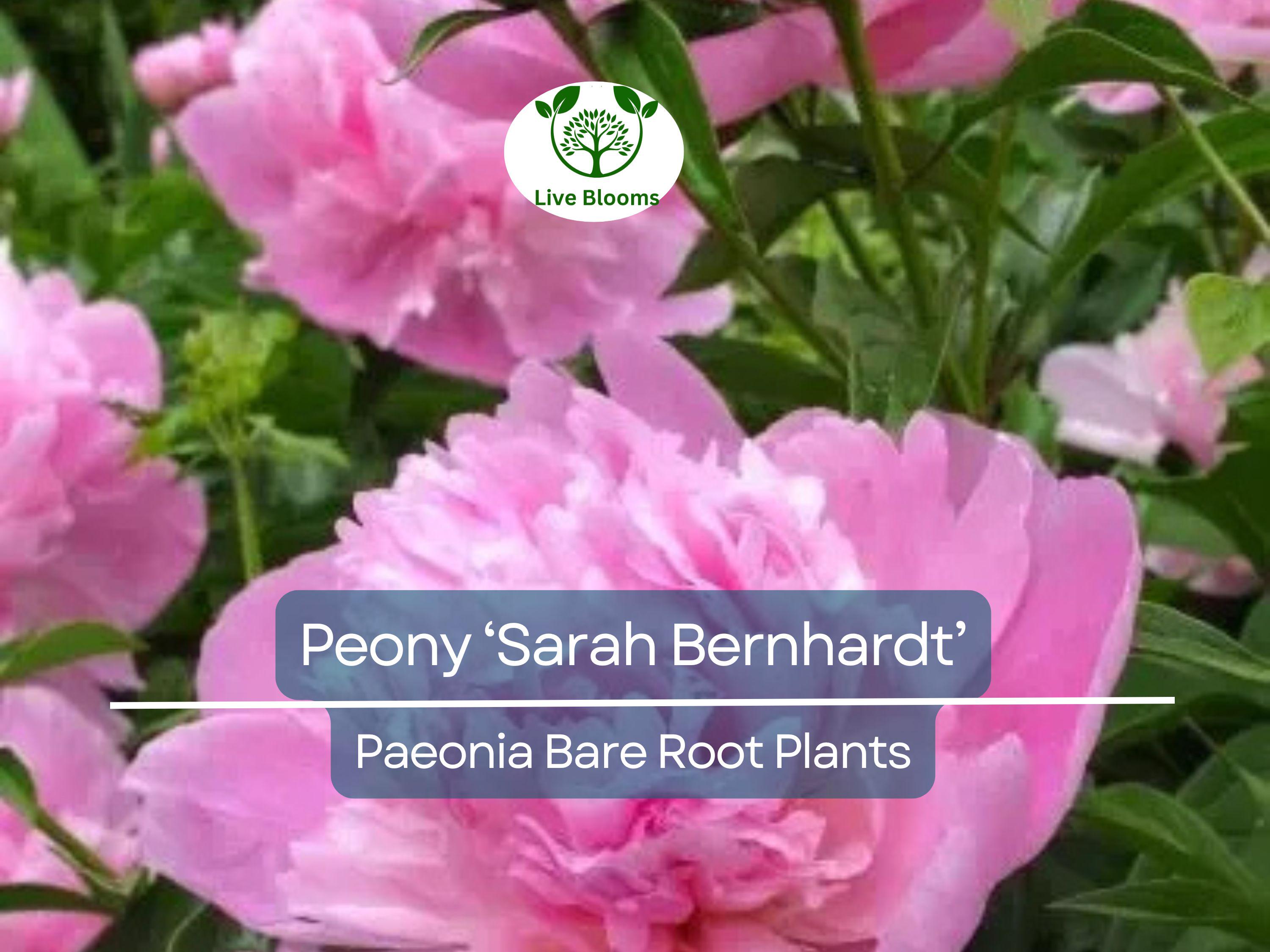 1 Peony ‘Sarah Bernhardt’ – Bare Root Live Plant – Pink Double Blooms – Classic Fragrant Perennial Flowering Bush