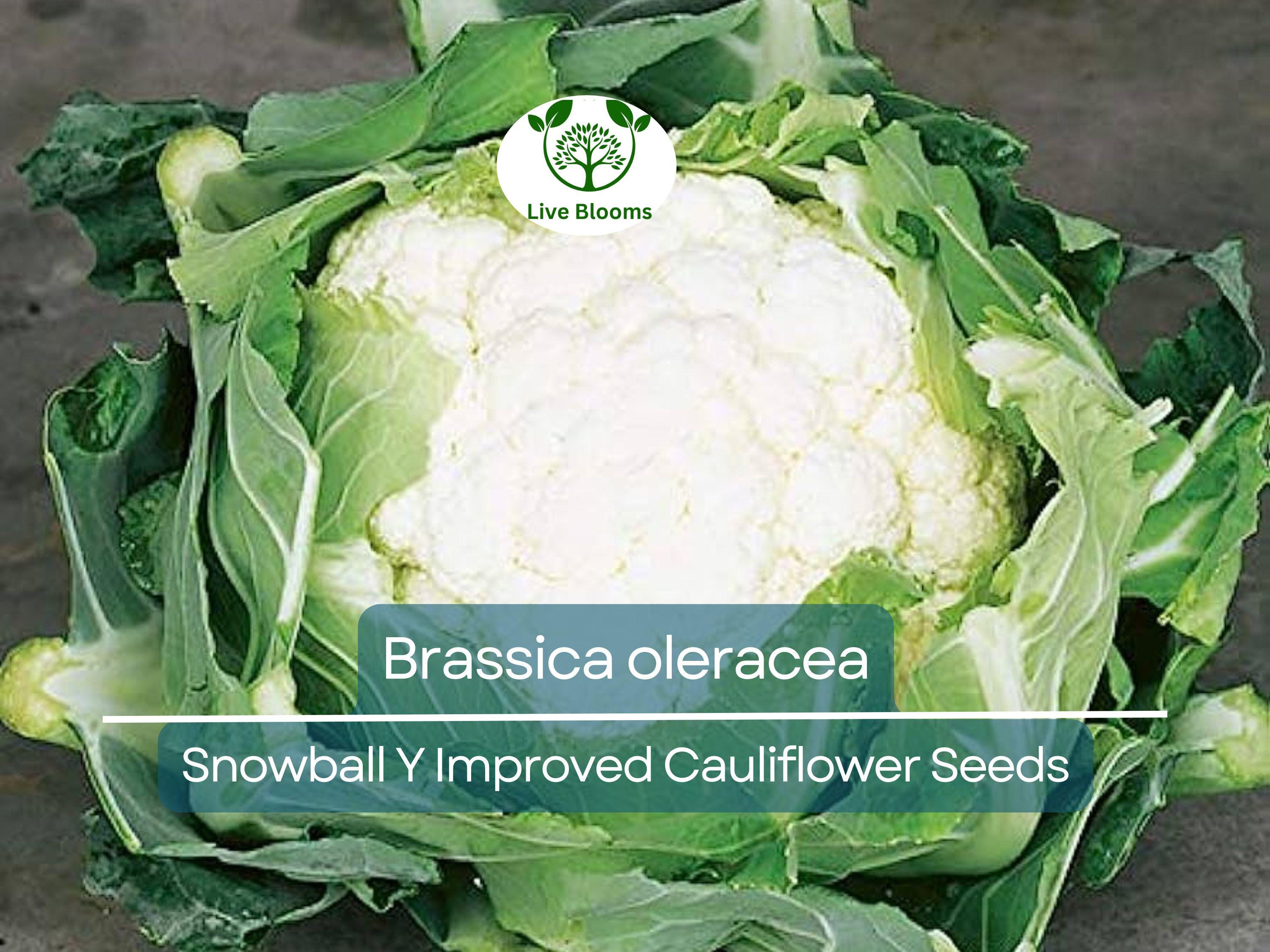 100 Seeds Cauliflower Snowball Y Improved - Brassica oleracea | Heirloom Cauliflower for Planting, Gardening & Crisp, White Harvests