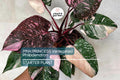 Pink Princess Variegated Philodendron - Rare Live Starter Plant - Small Rooted, Pink & White Foliage, Indoor and Outdoor, Medium Watering