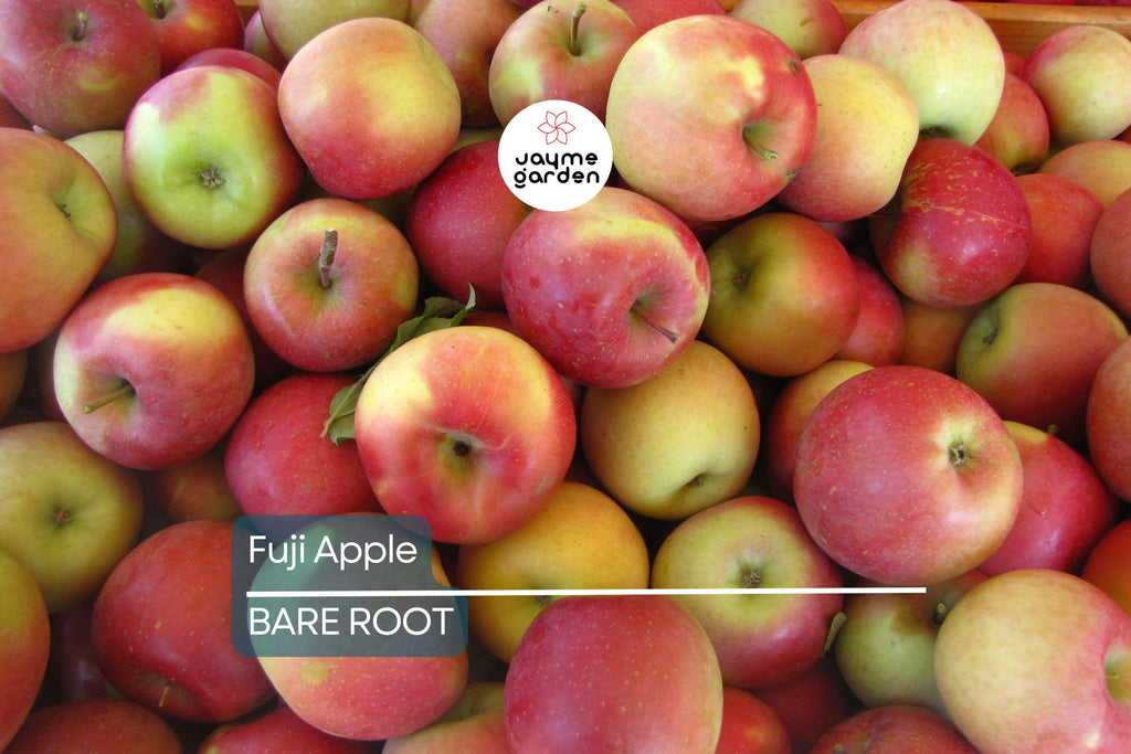 Fuji Apple Tree Live Plant | 2-3 Ft Tall | Bare Root Semi-Dwarf Fruit Tree | Sweet & Juicy Apples | Cold Hardy | Zones 4-9