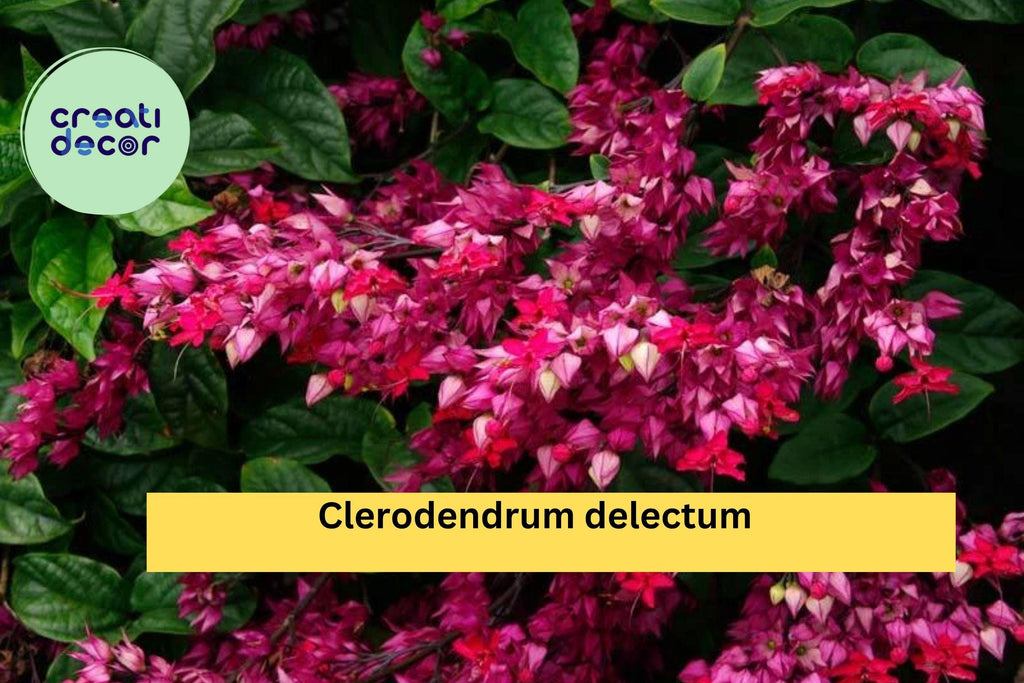 Java Red Bleeding Heart Plant – Clerodendrum delectum Rooted Starter, Red & Purple Flowering Vine for Tropical Gardens
